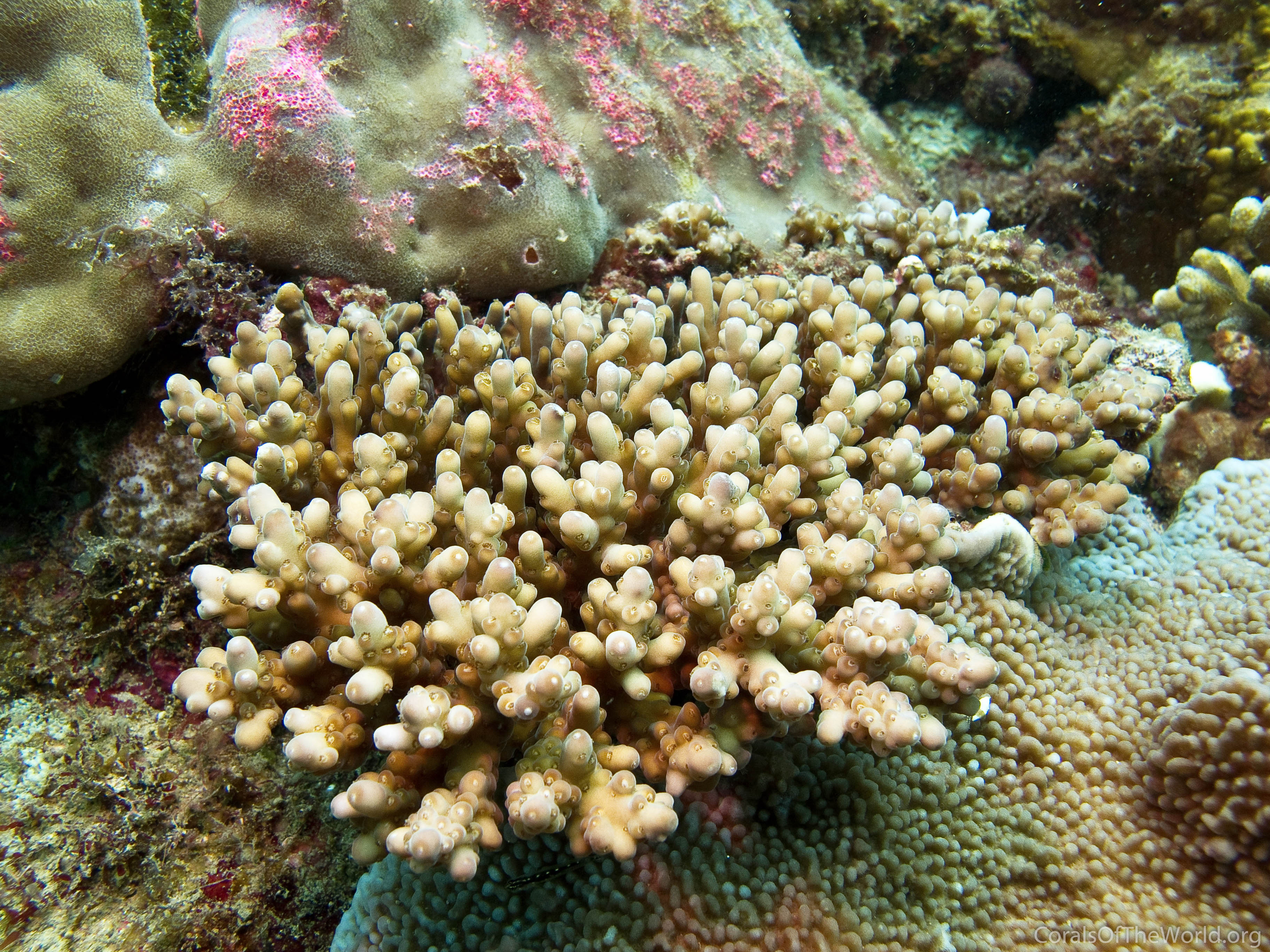 Corals of the World