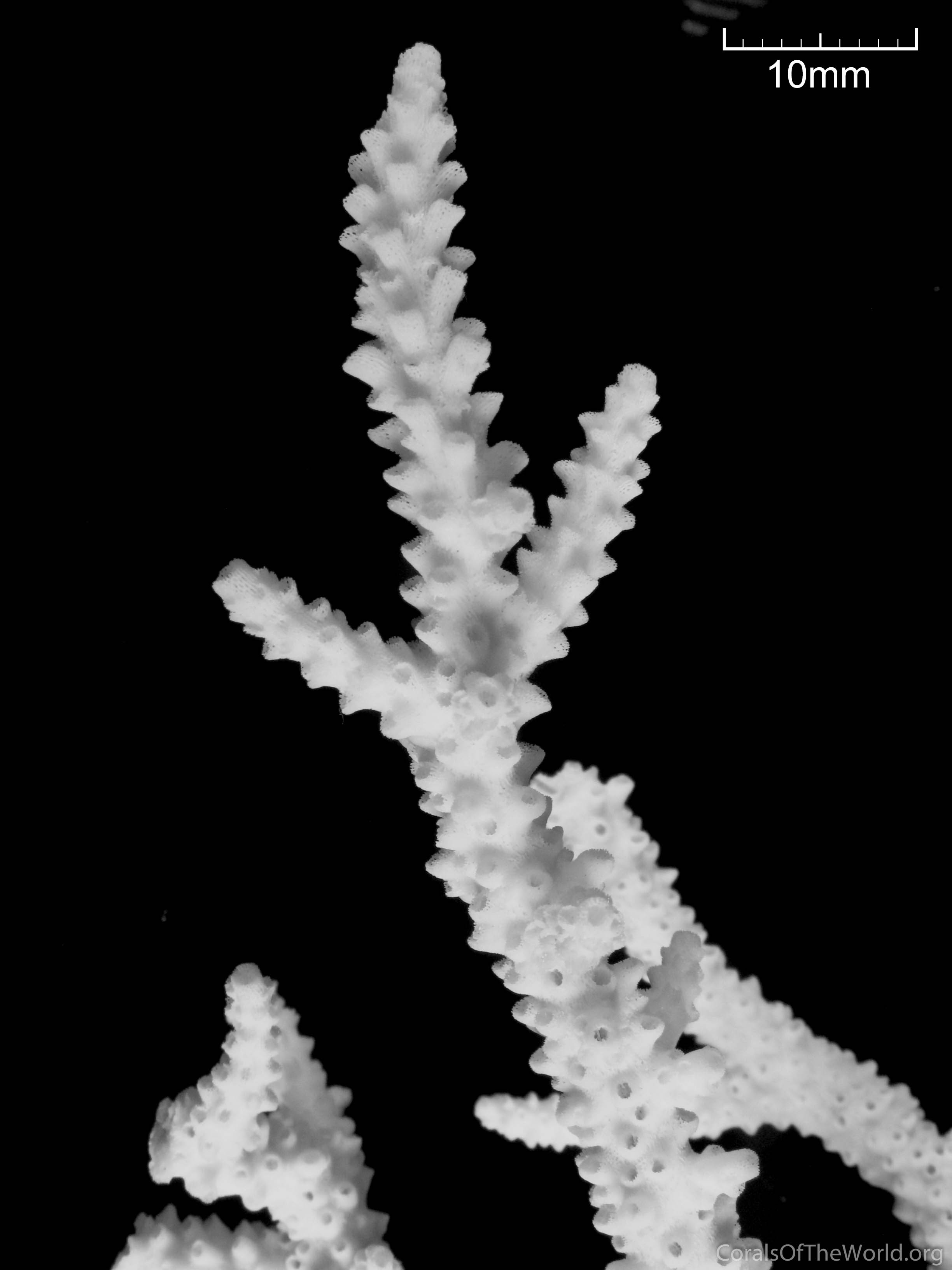 Coral (Acropora tortuosa)