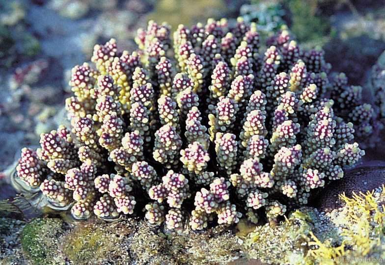 Acropora valida