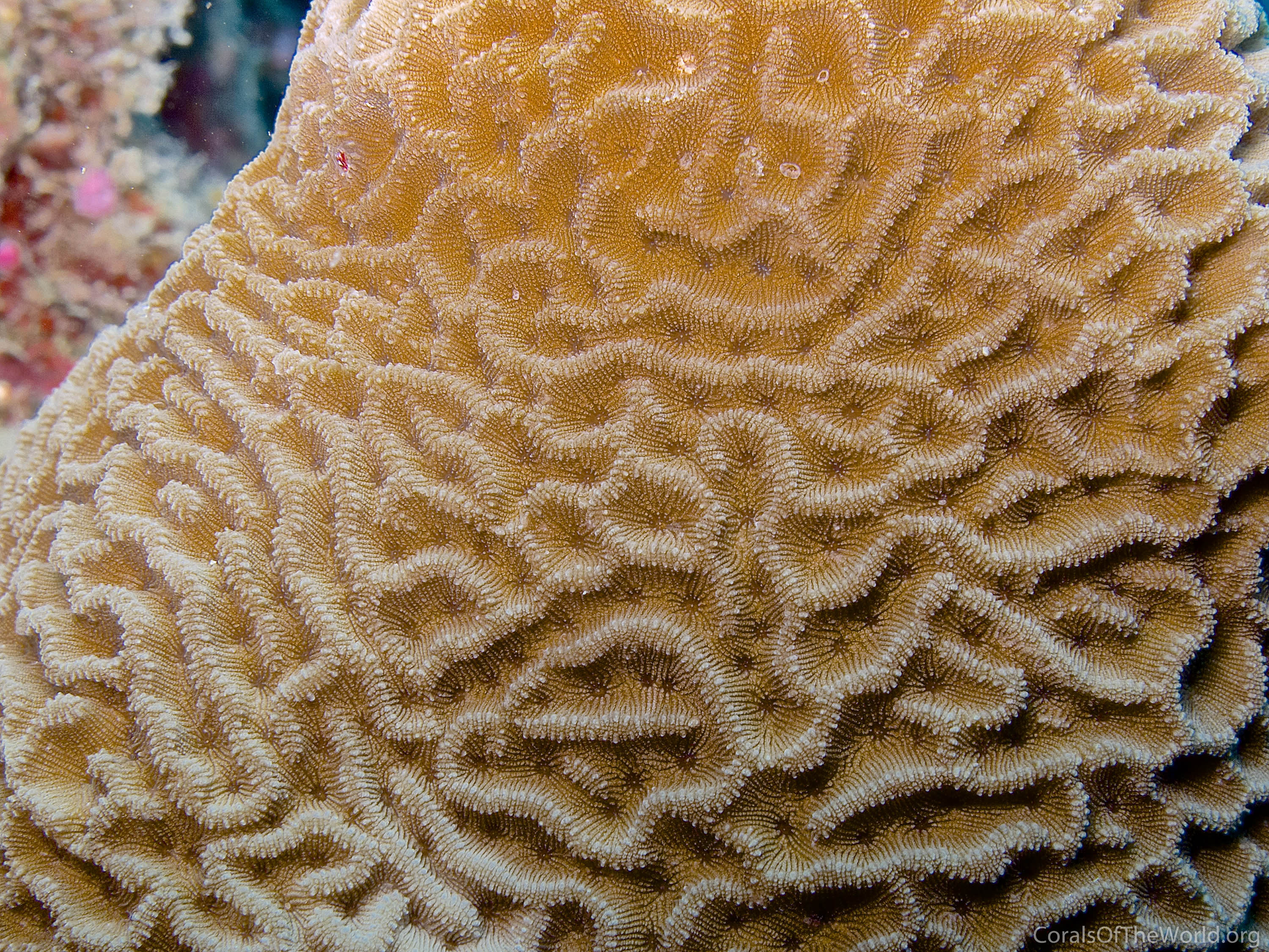 The Coven of Corals
