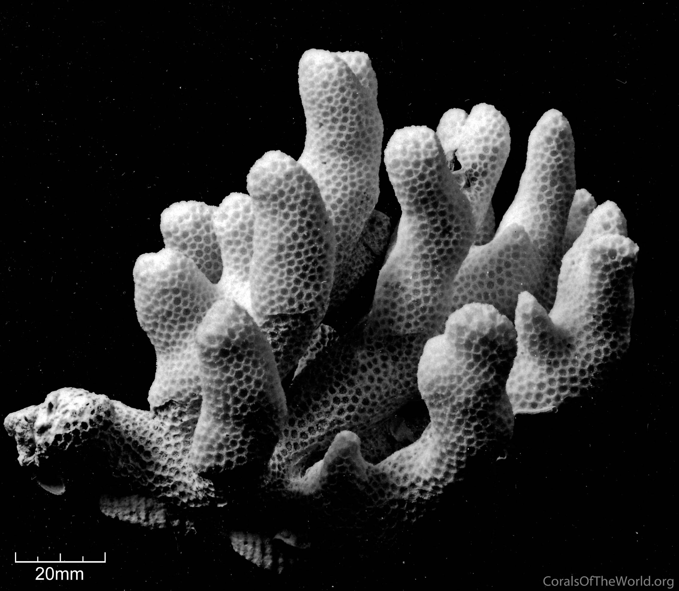 Large White Branch Coral Specimen