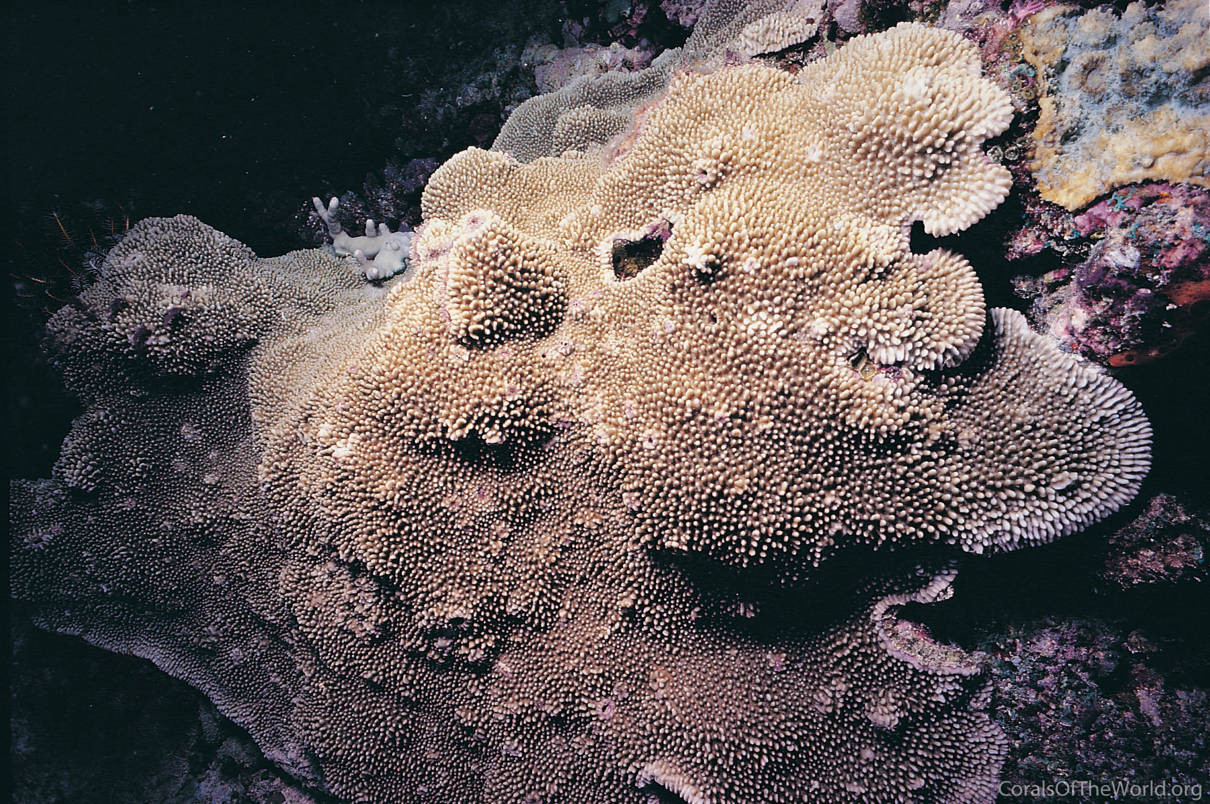 The Coven of Corals