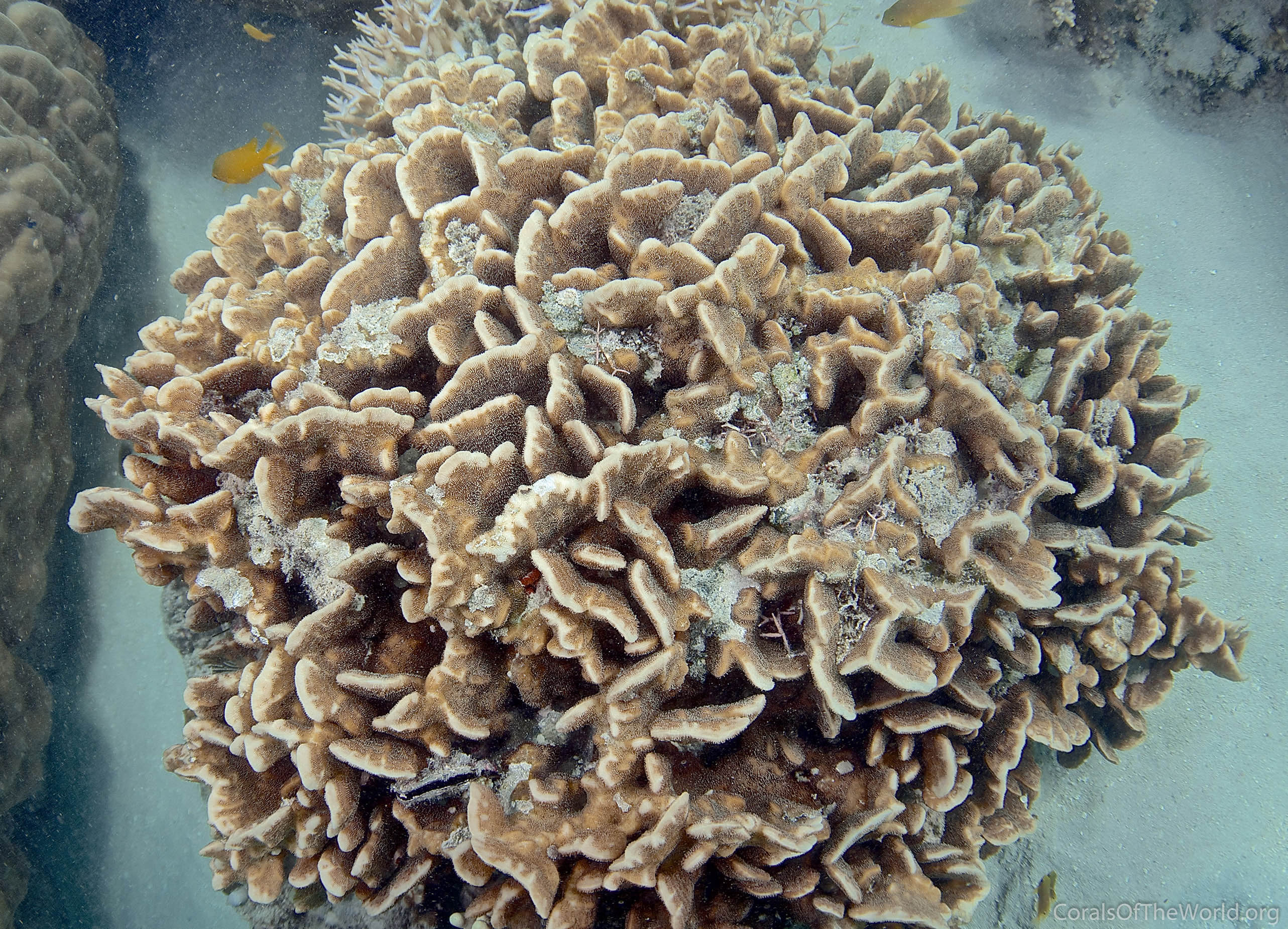 Corals of the World