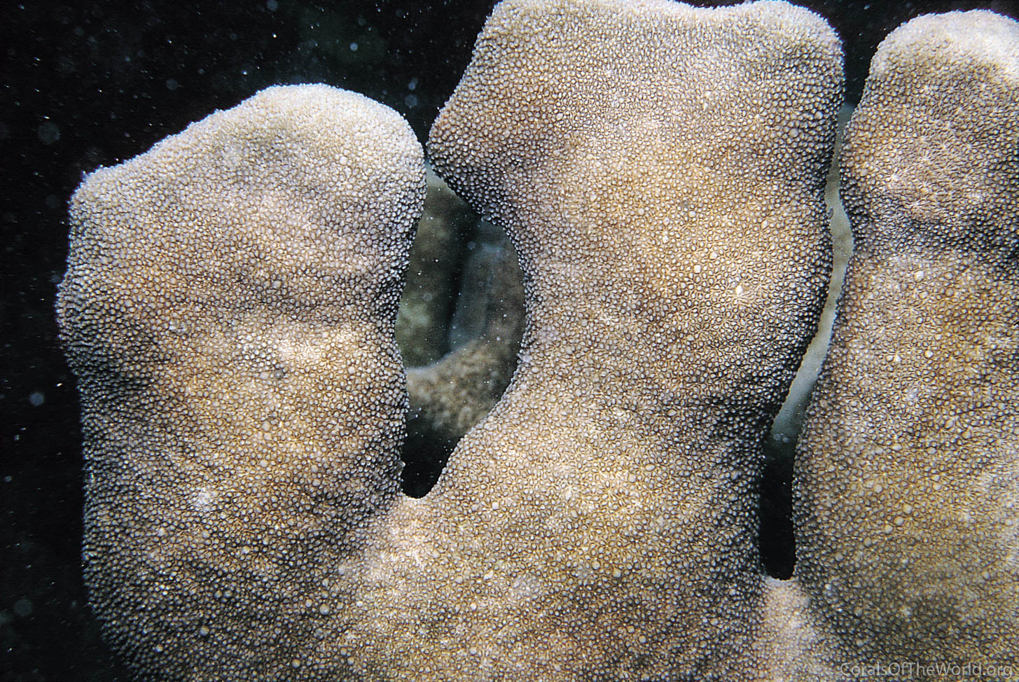 Corals of the World