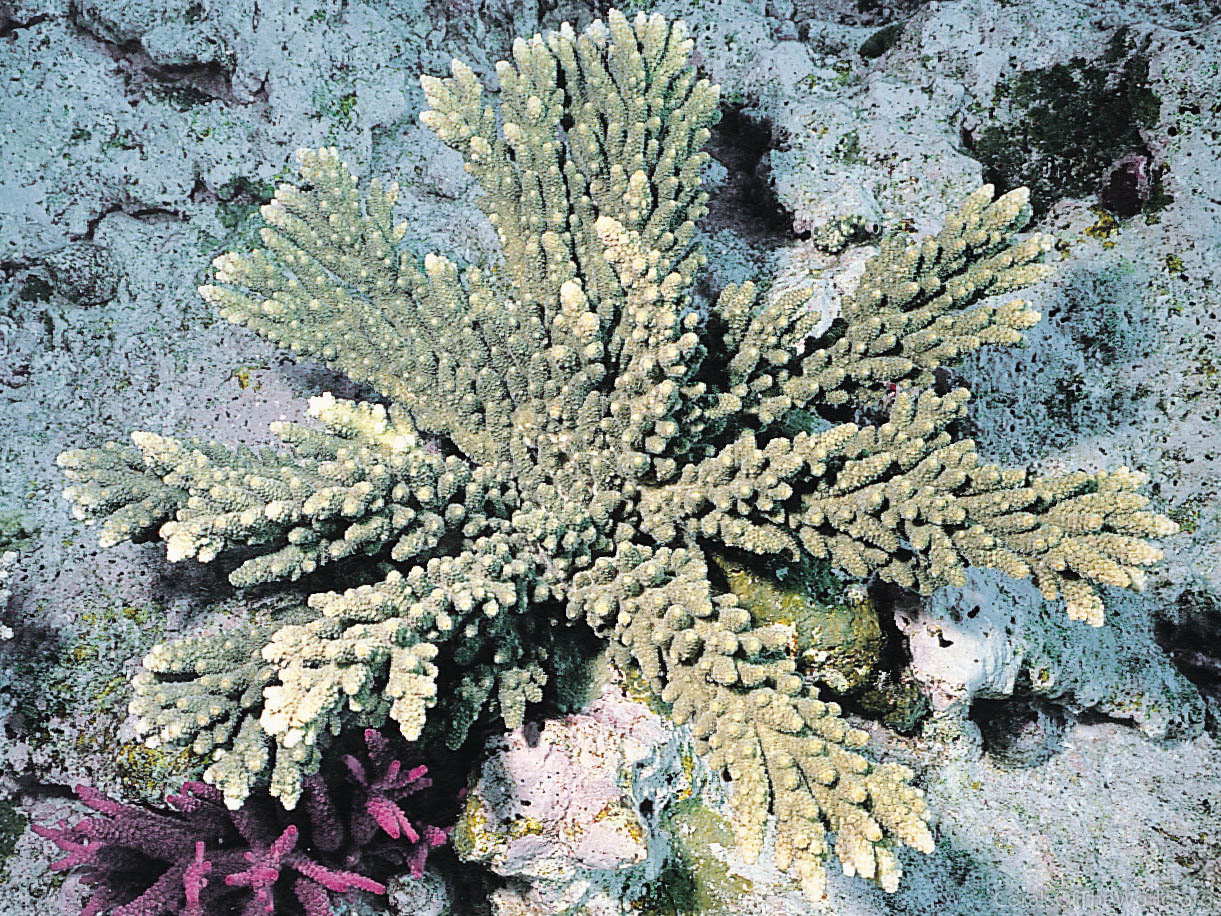 Coral Acropora florida - Decoração corais One of a Kind