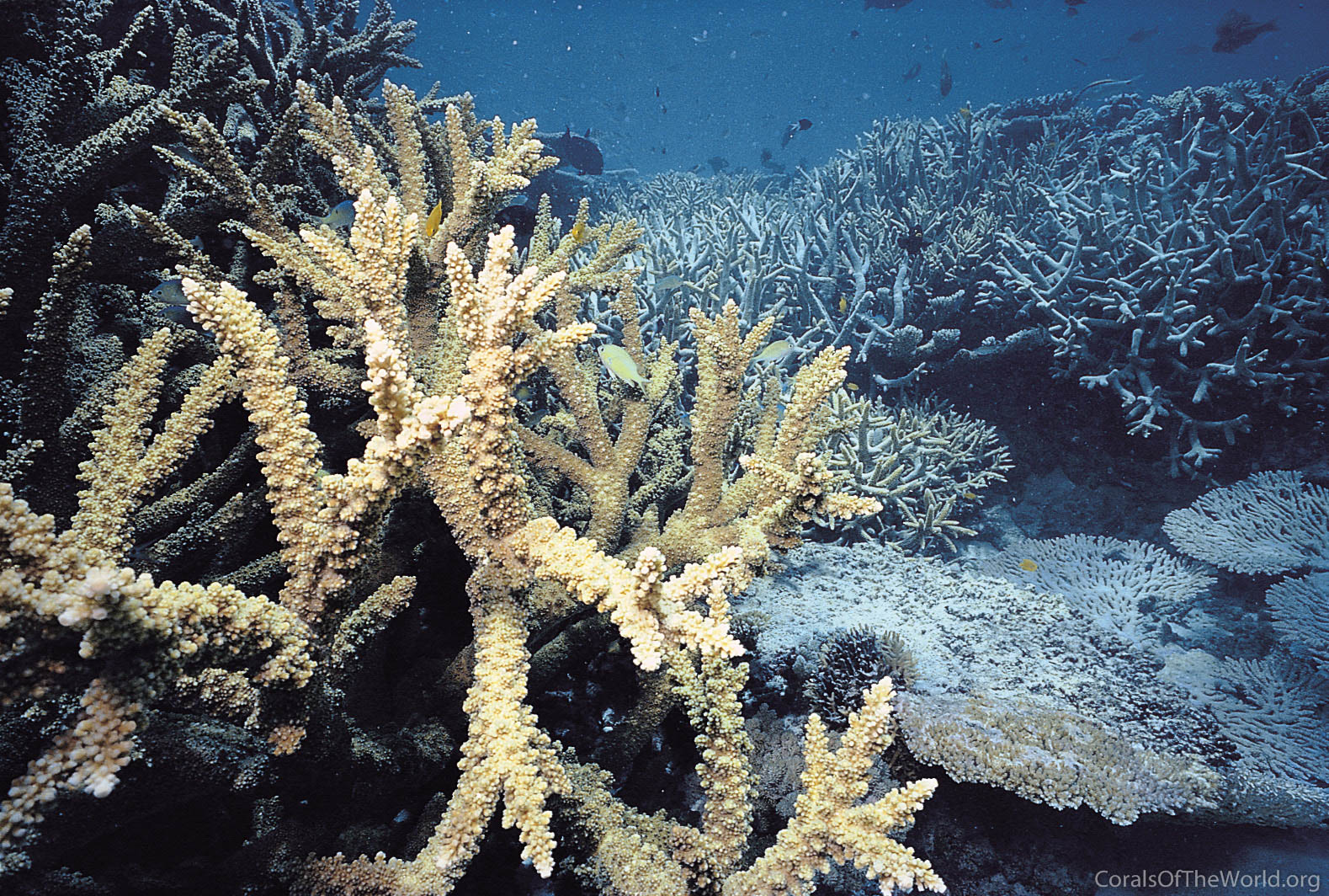 Acropora Florida Coral