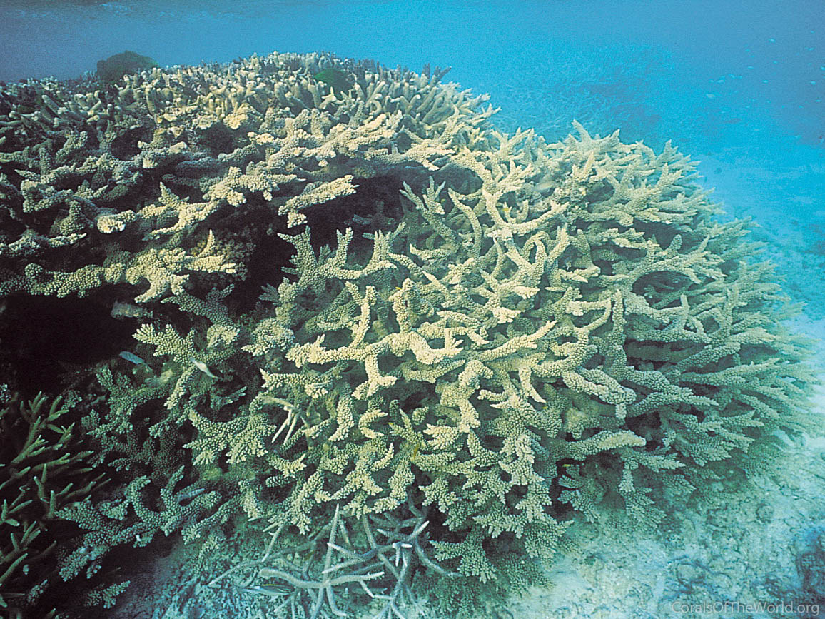 Coral Acropora Florida mounted on wooden base