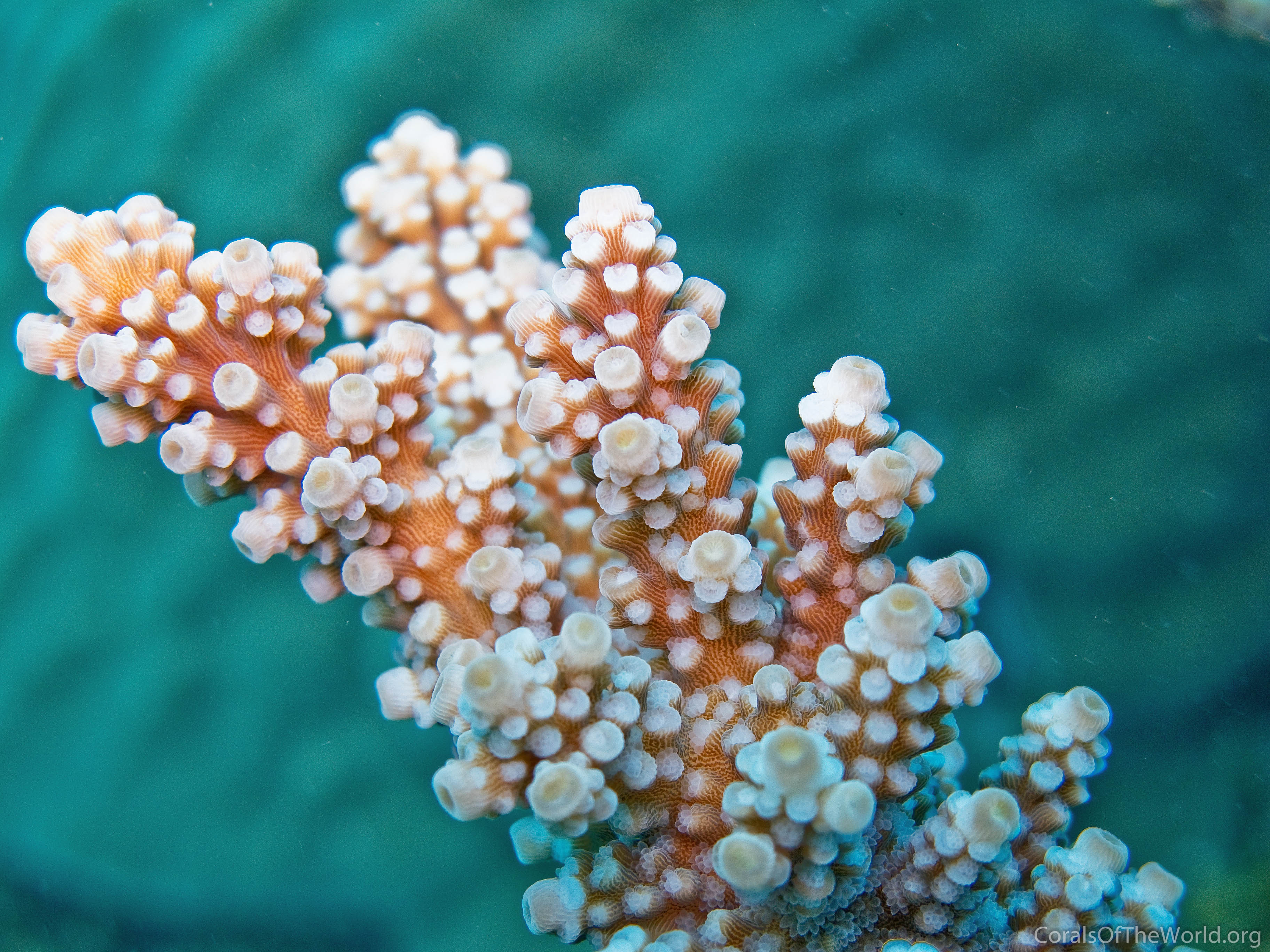 Acropora Florida Coral Branch: An Oceanic Masterpiece.