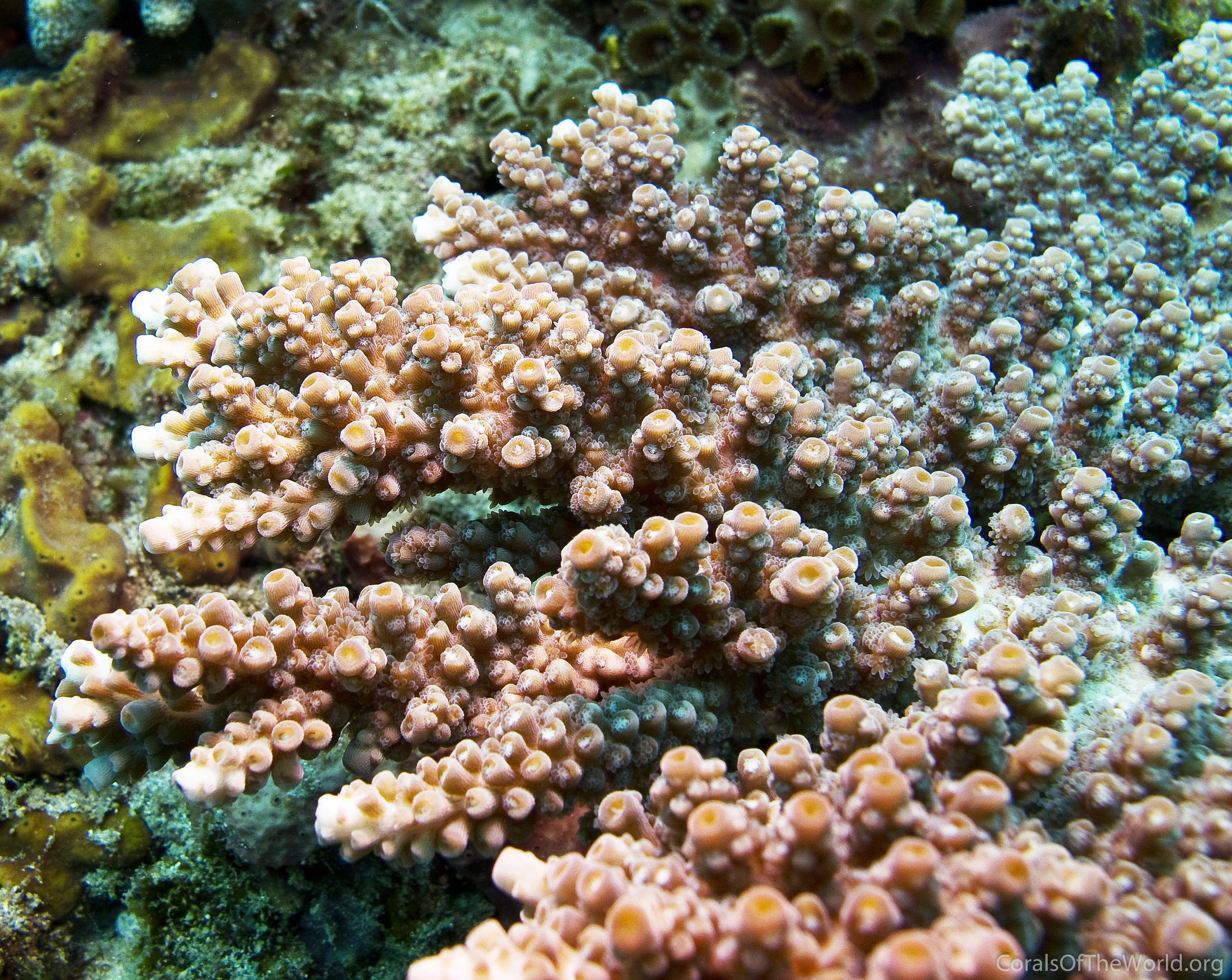 Coral Acropora florida - Decoração corais One of a Kind