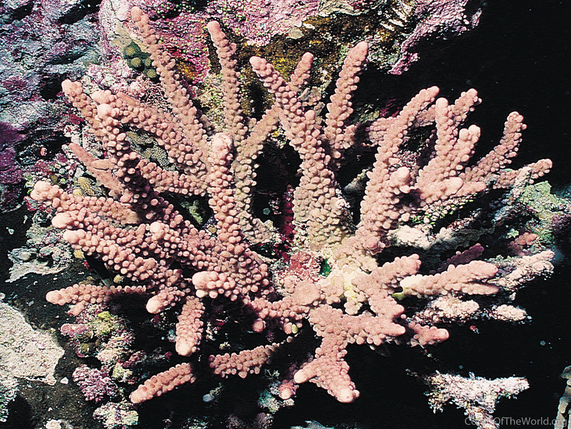 Hard Coral, Acropora hemprichii, Acroporidae, Sharm el Sheikh