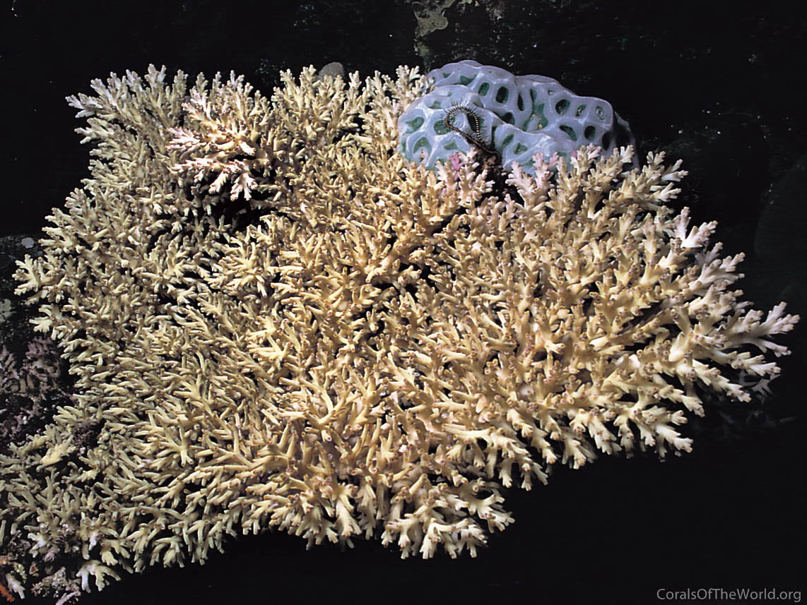 Acropora speciosa Coral