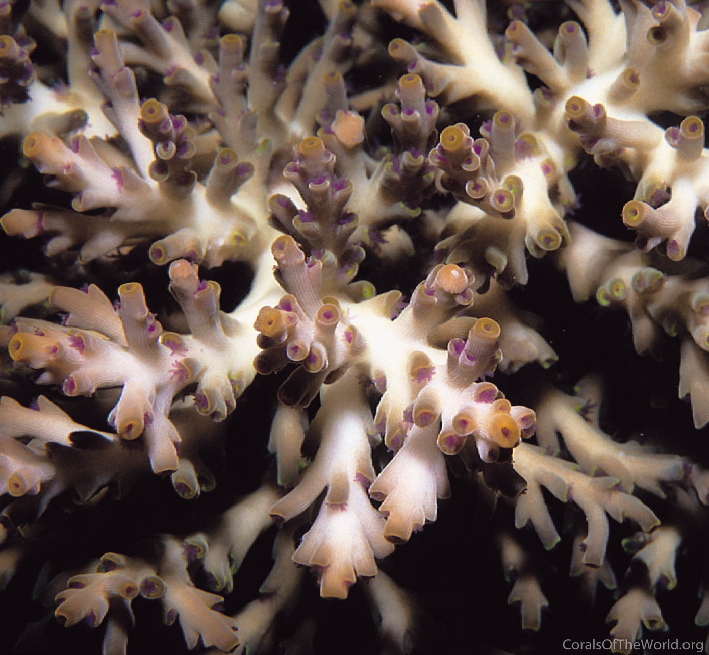 Acropora speciosa Coral