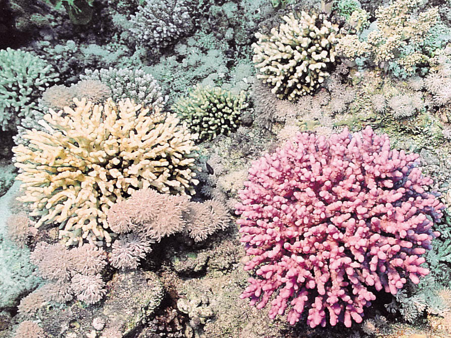 Acroporid Coral Acropora Lamarcki Undersea Red Foto stock 2053790897