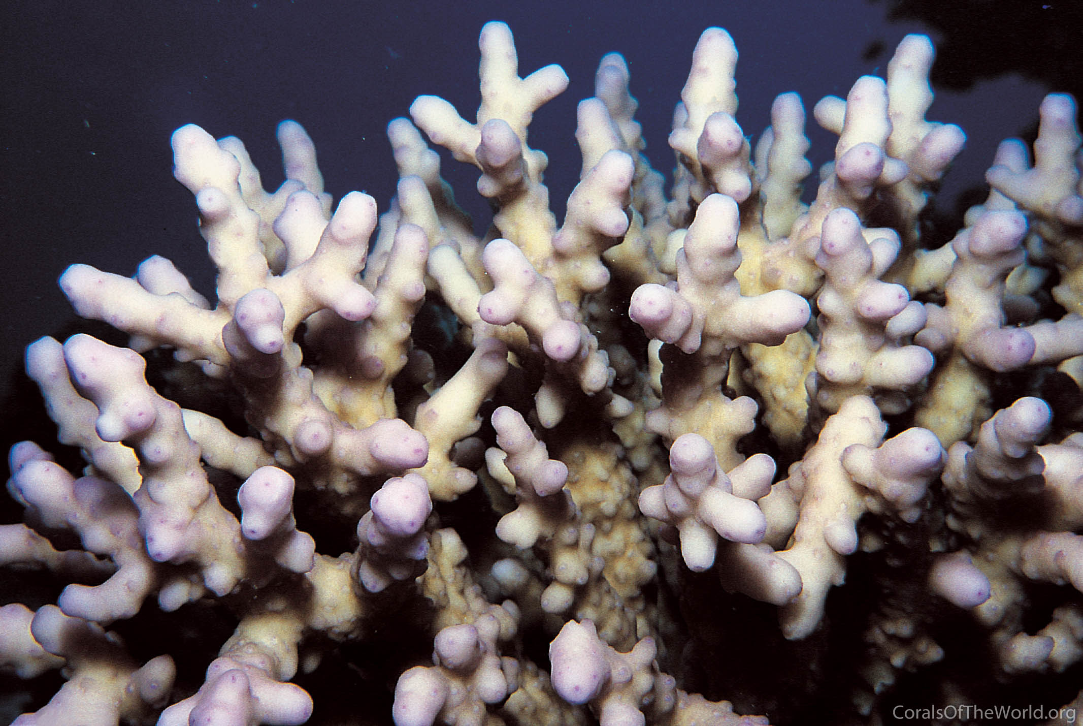 Acroporid Coral Acropora Lamarcki Undersea Red Foto stock 2053790897