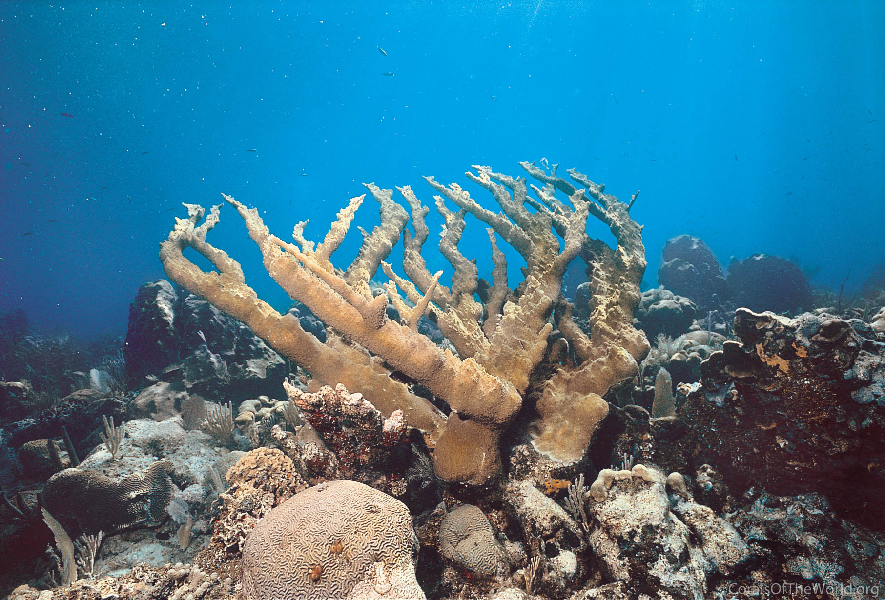 File:Coral Acropora palmata.jpg - Wikimedia Commons