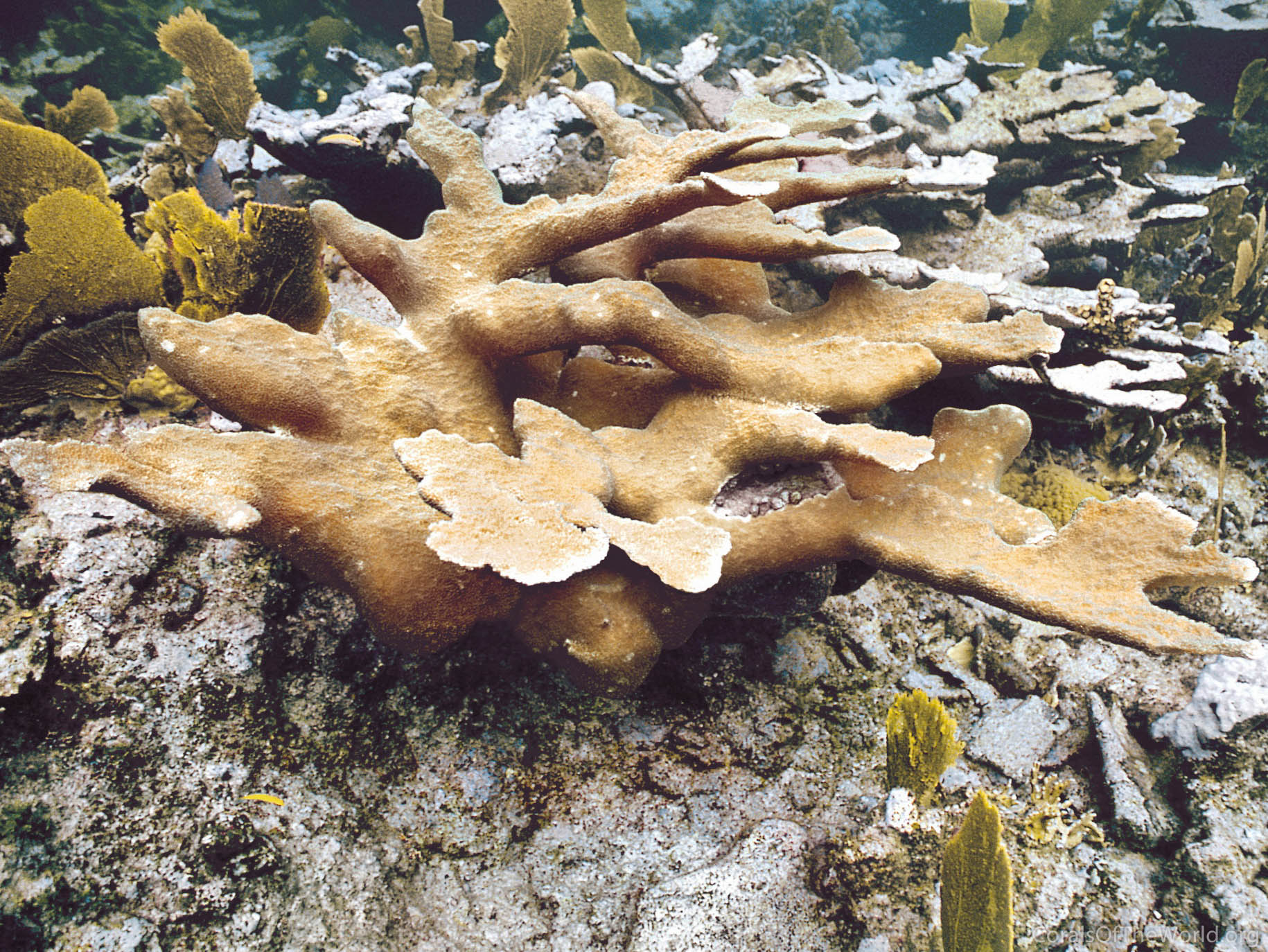 File:Coral Acropora palmata.jpg - Wikimedia Commons