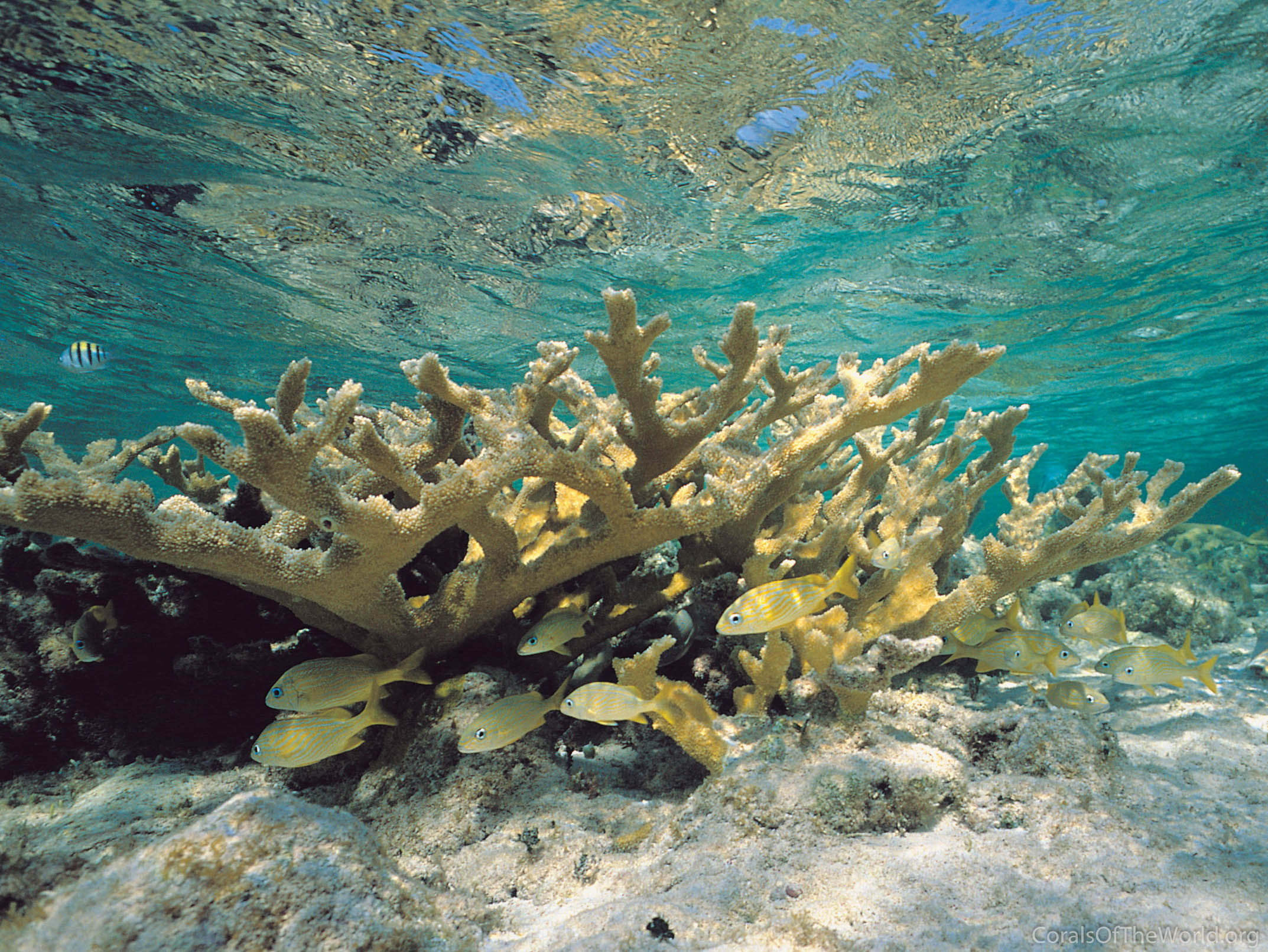 The Caribbean coral Acropora palmata will not vanish without a fight •