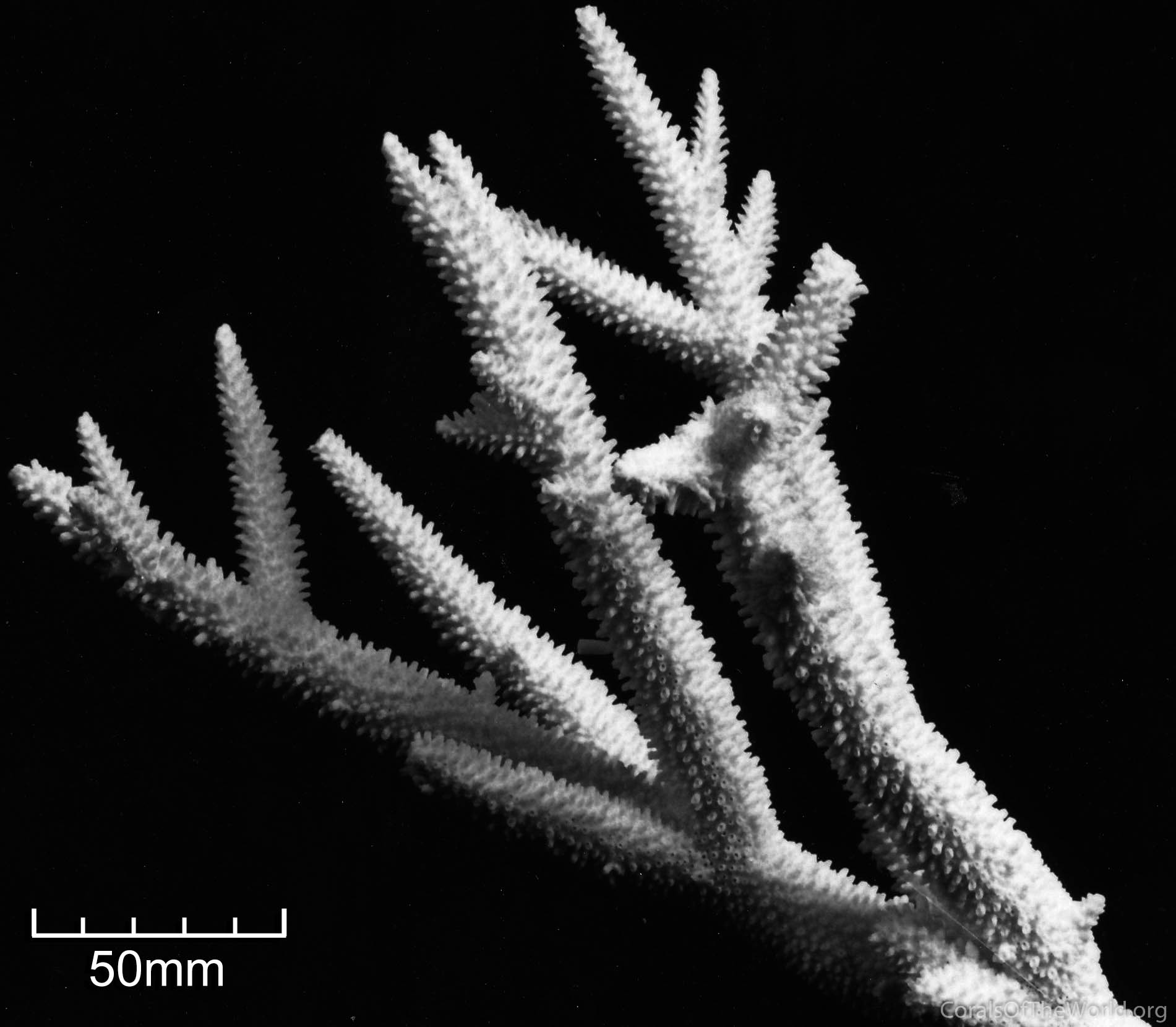 White Large branch coral - ACROPORA NOBILIS