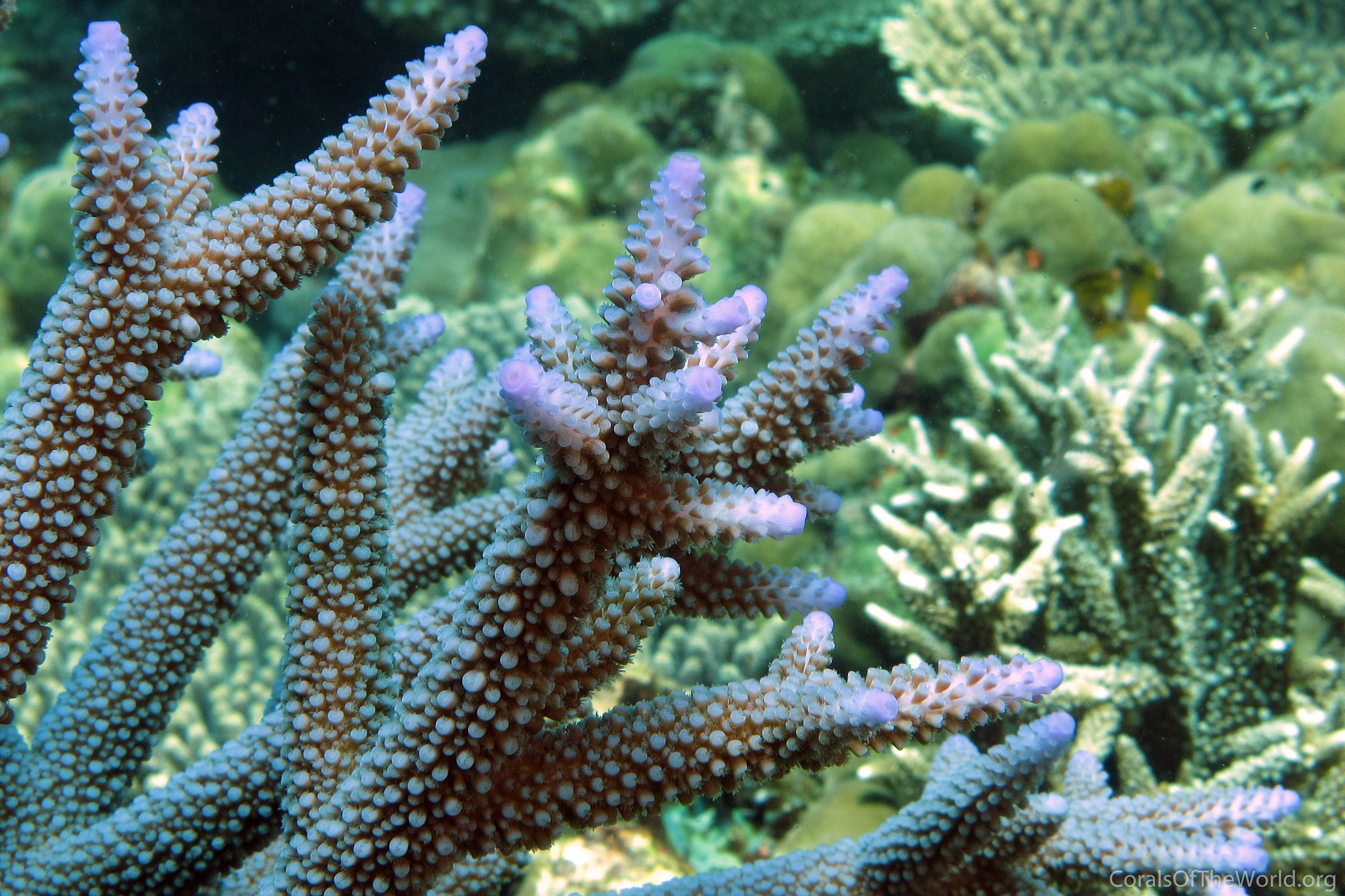 White Large branch coral - ACROPORA NOBILIS