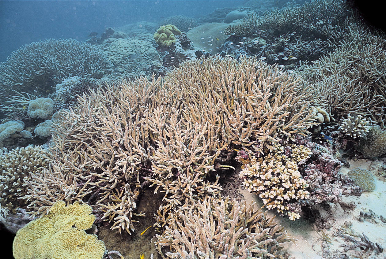 Acropora muricata - Marine Savers