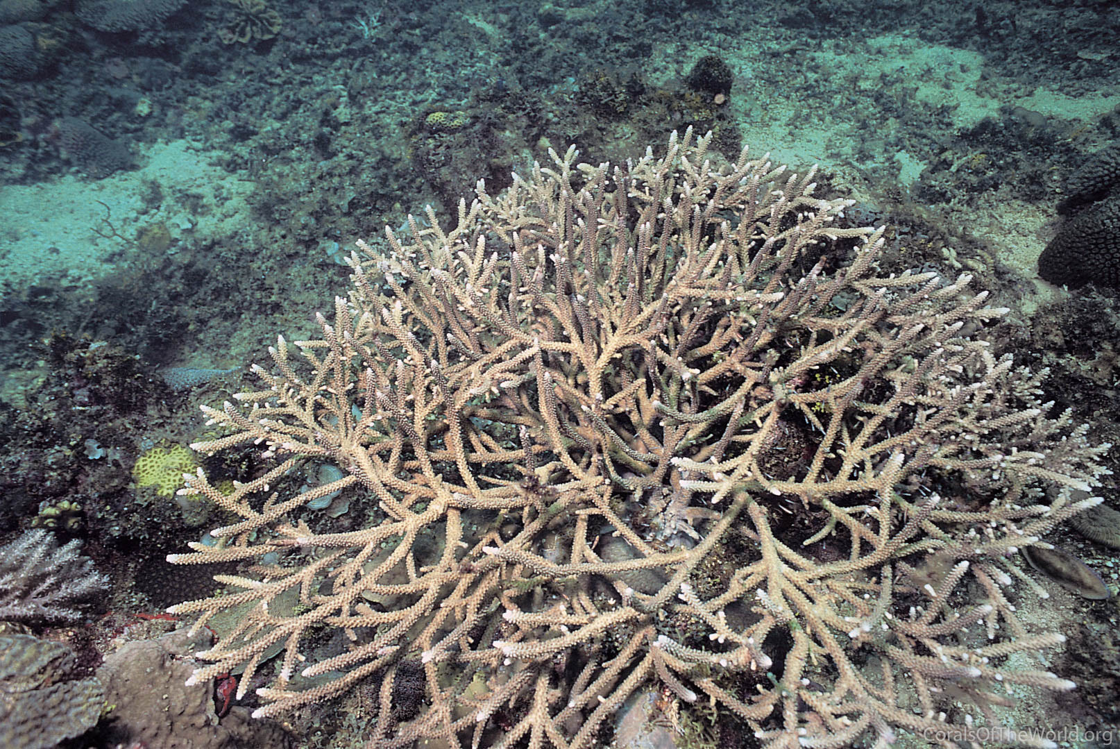 Acropora muricata - Marine Savers