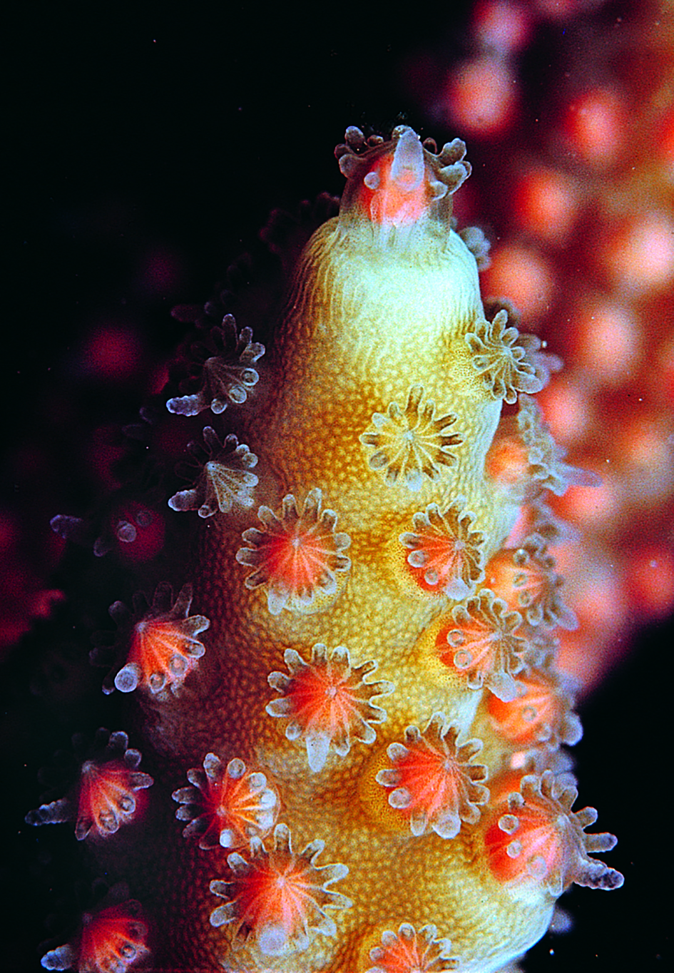 Acropora egg and sperm bundles