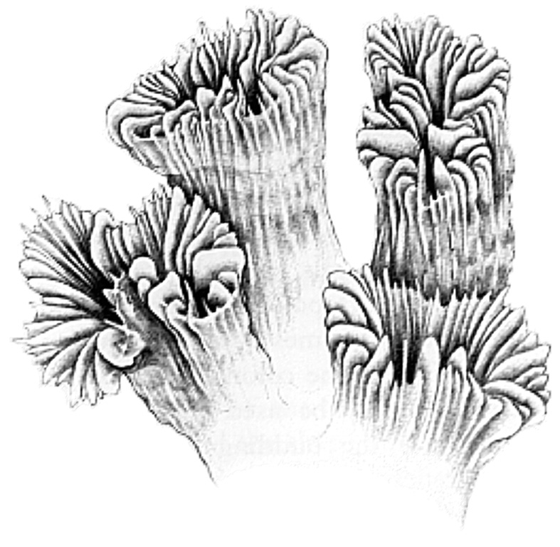 File:Formation of coral.jpg - Wikipedia