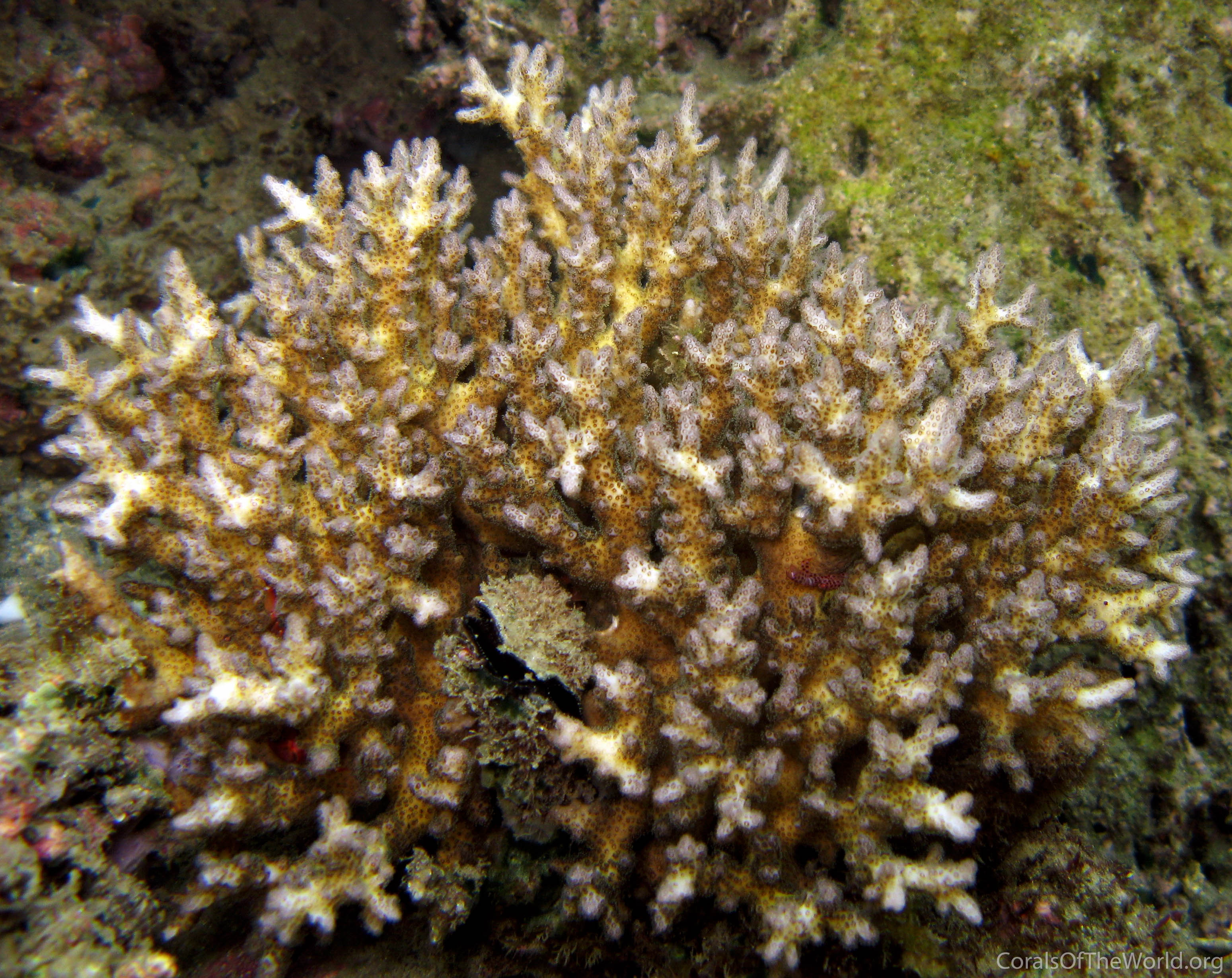 Pocillopora 