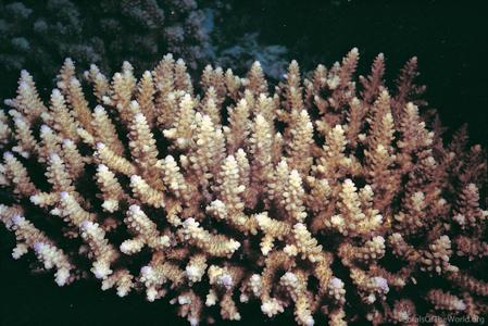 Acropora nasuta - The Coral Planters