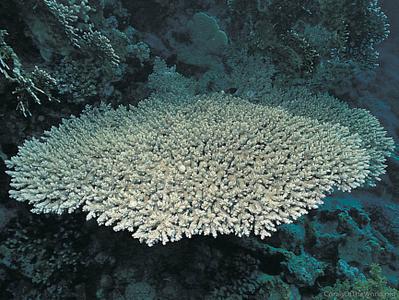 Acropora pharaonis Coral